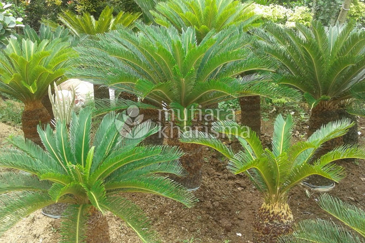 tukang taman cibubur