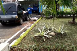 tukang taman serpong